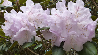 Rhododendron