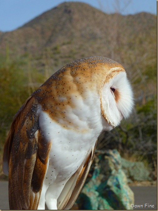 Desert museum_015