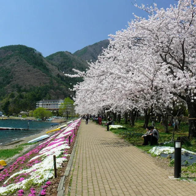 河口湖　桜