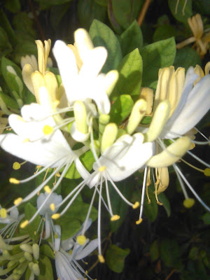 flores de lonicera caprifolium