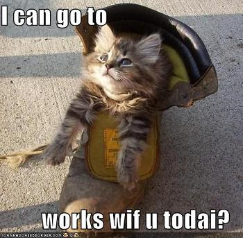 funny-pictures-kitten-wants-to-go-to-work-with-you.jpg