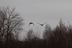 Canada geese, going