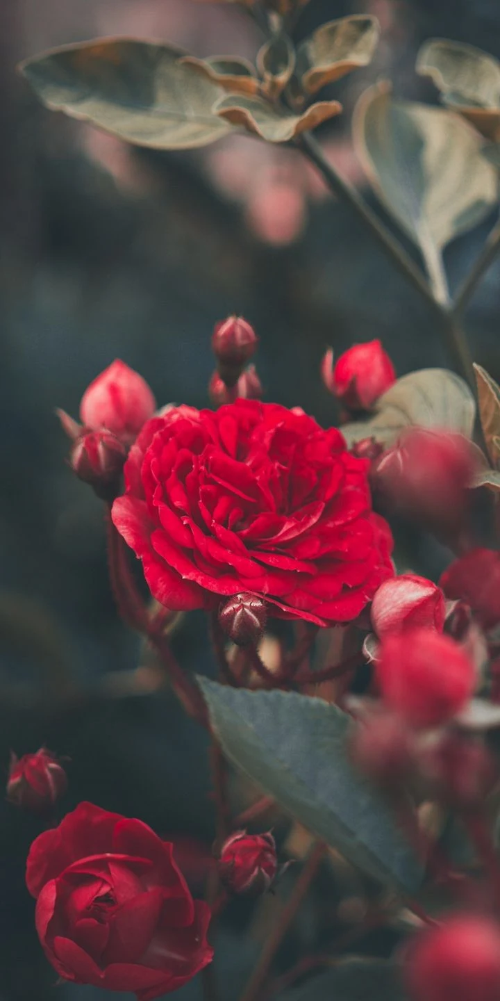  Celular, Whatsapp, Flor do Amor Eterno, Rosa Vermelha, Flor Vermelha, Full hd. 