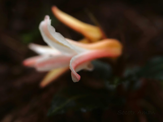 Goodyera biflora