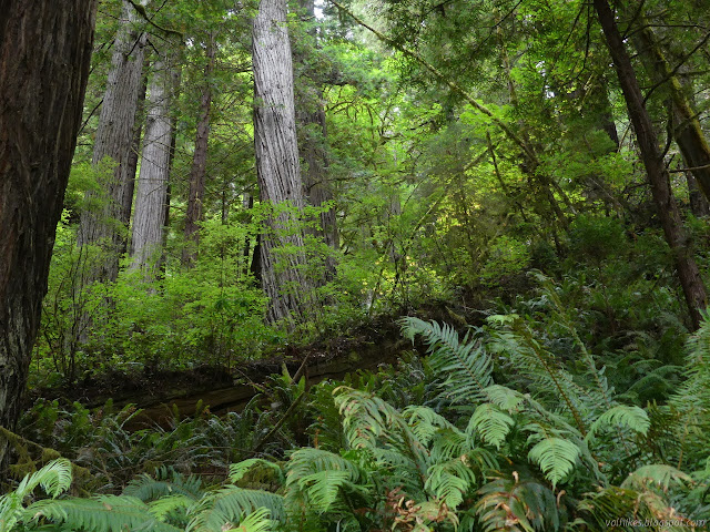 redwood trees marching up the hill