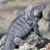 Criminales cazan iguanas en peligro de extinción en la zona del Lago Enriquillo