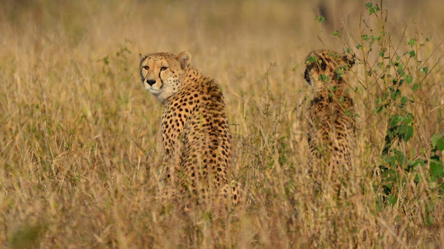 Acinonyx jubatus