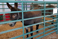 Burro, Silves, Maio 2010