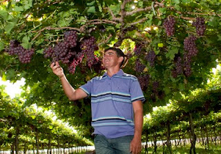 Maciano Bezerra desenvolveu tencologias para a produção de uva em Russas, CE 