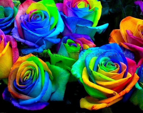  Bunga  Ros Pelangi Pelbagai Gambar  Menakjubkan