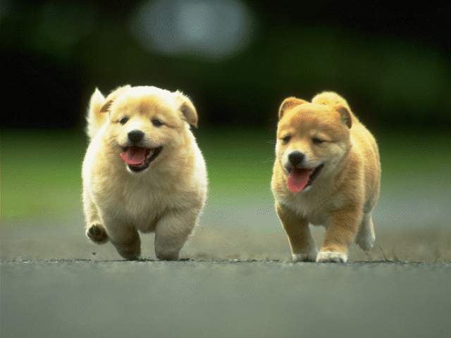 cute puppies wallpapers for desktop. Free Puppies Wallpapers For