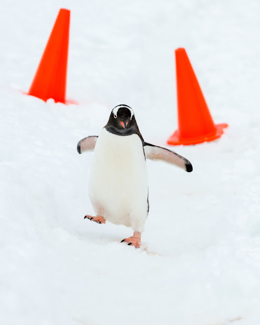 king penguin pictures