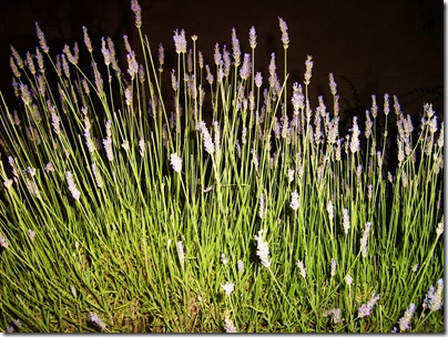cespuglio di lavanda davanti allo chalet