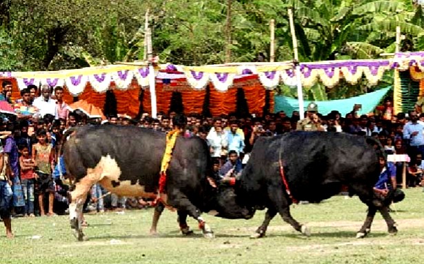 নড়াইলে ঐতিহ্যবাহী ষাঁড়ের লড়াই প্রতিযোগিতা অনুস্ঠিত ||খুলনার খবর২৪