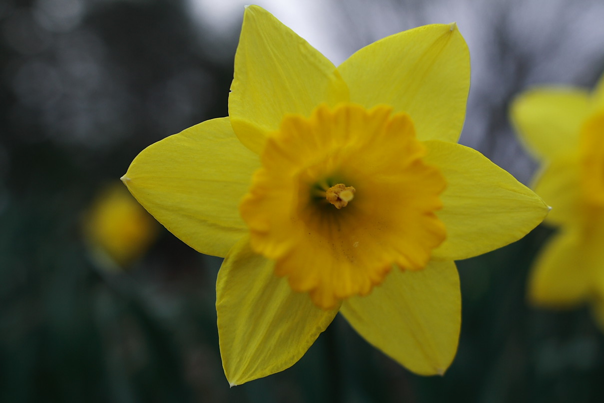 ... ,Fruits,Flowers,Cars And More Galleries: Daffodil Flower's Photos