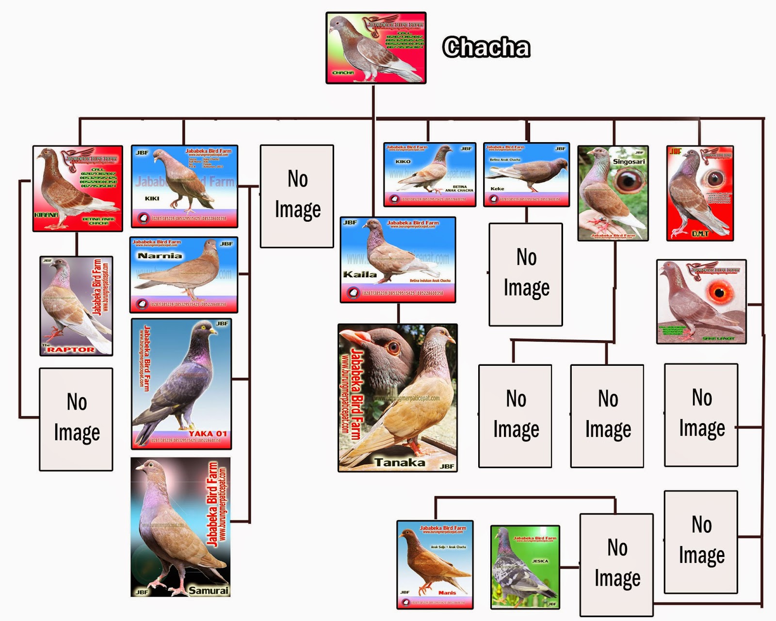 Berikut Silsilah Burung Merpati Kaka