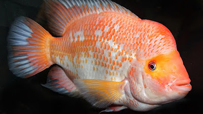 Bupati Toba Tanggapi Serius Penanganan “Ikan Iblis Merah” di Danau Toba