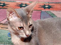 abyssinian cats pictures