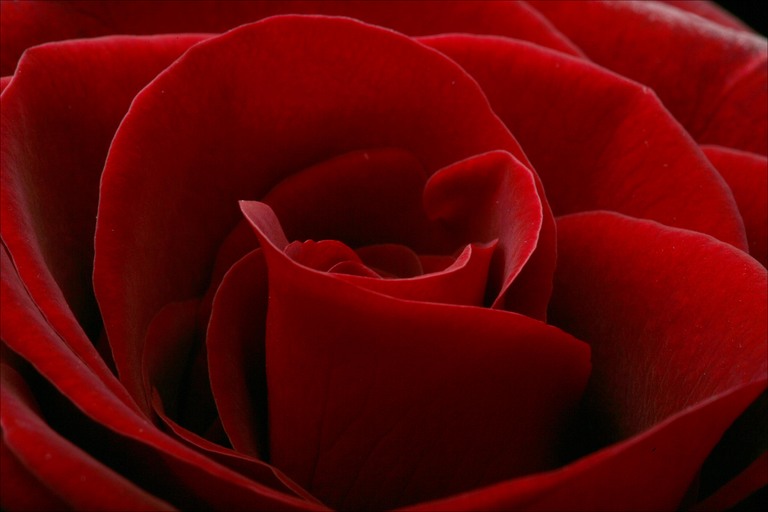 Big Pictures Of Red Roses. tattoo red lovely rose