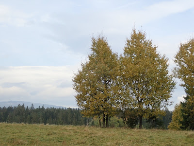 grzyby 2018, grzyby w październiku, grzyby na Orawie, borowiki, muchomory, mleczaje, pieprzniki