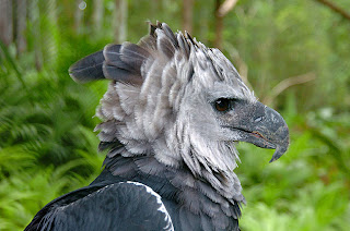 Harpy Eagle