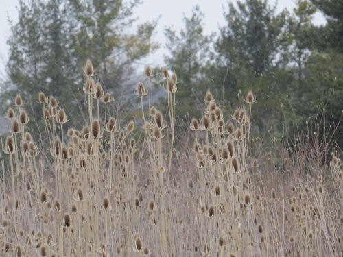 teasel