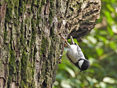 Japanese Tit on Yuelu Mountain