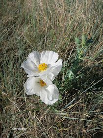 prickly poppy, Argemone polyanthemos