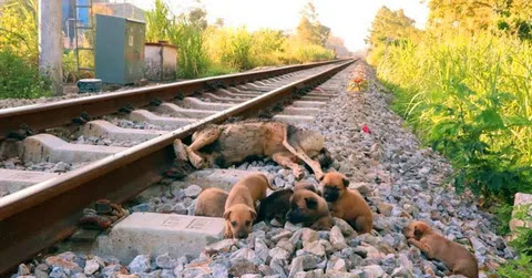 On the Lonely Railroad, Tears Surround Puppies’ Loyalty to their Deceased Mother.