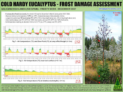 Cold hardy Eucalyptus nitens & Eucalyptus globulus frost damage assessment methodology by GIT / Método GIT para evaluacion de daños por helada a Eucalyptus nitens, Eucalyptus globulus y otras especies de eucalipto resistentes al frio / Gustavo Iglesias Trabado, GIT Forestry Consulting, Consultoria y Servicios de Ingenieria Agroforestal, Lugo, Galicia, España, Spain / Eucalyptologics, information resources on Eucalyptus cultivation around the world / Eucalyptologics, recursos de informacion sobre el cultivo del eucalipto en el mundo