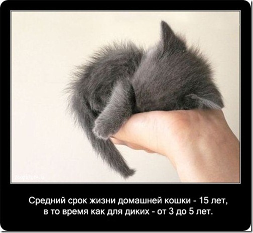 clip_image035