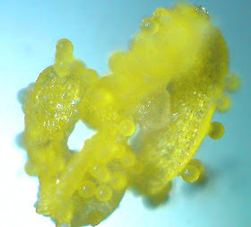 Pollens