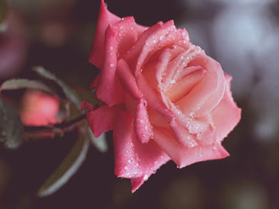 fotografias de rosadas flores
