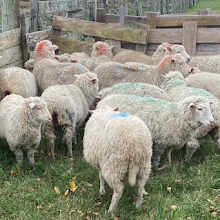  Impulso rural: proyecto conjunto promueve permanencia en Durazno de jóvenes productores