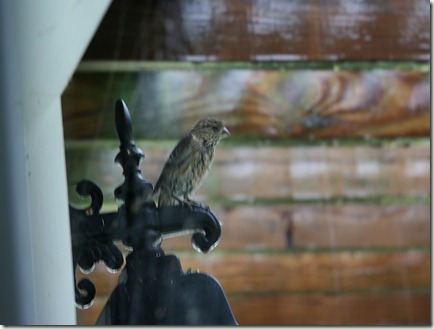 House Finch during Hurricane Irene