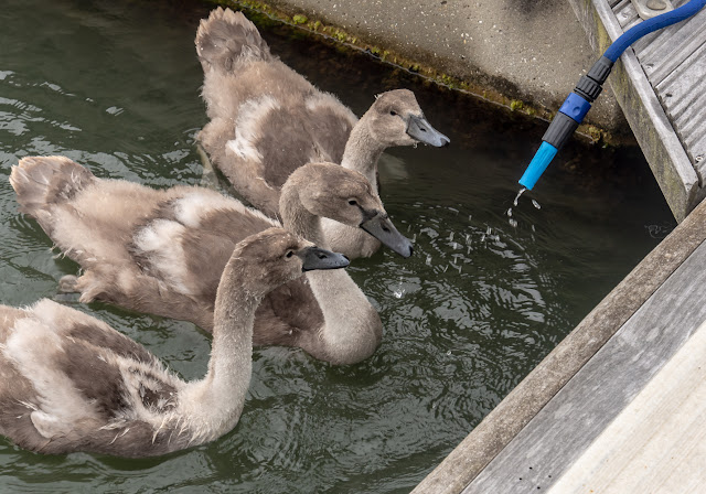 Photo of the cygnets investigating the hosepipe