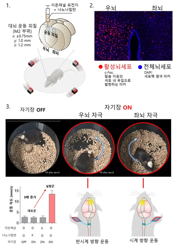 ▲ 나노 자기유전학을 적용한 뇌 운동 신경 활성화 실험 예