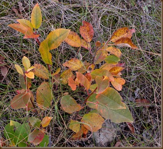 turning leaves