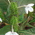 Blue Fox Tail Or Nilambori on Green Leaves Background