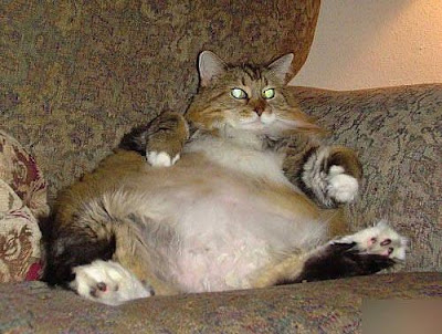  Fat  cats  and large dogs