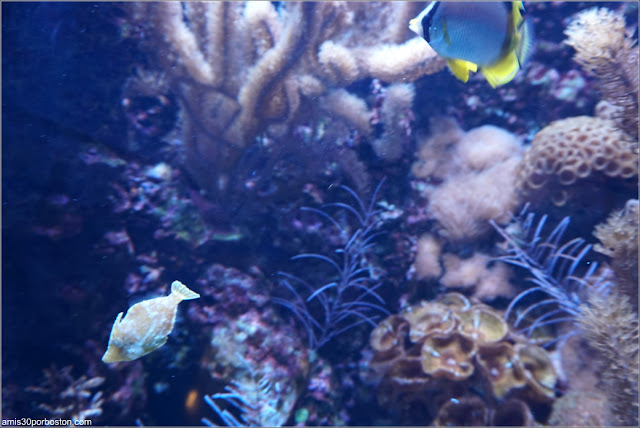 Peces del Caribbean Nearshore Reef en el Acuario de Boston