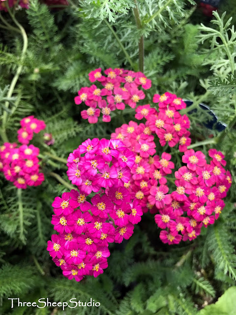 Summer blooms