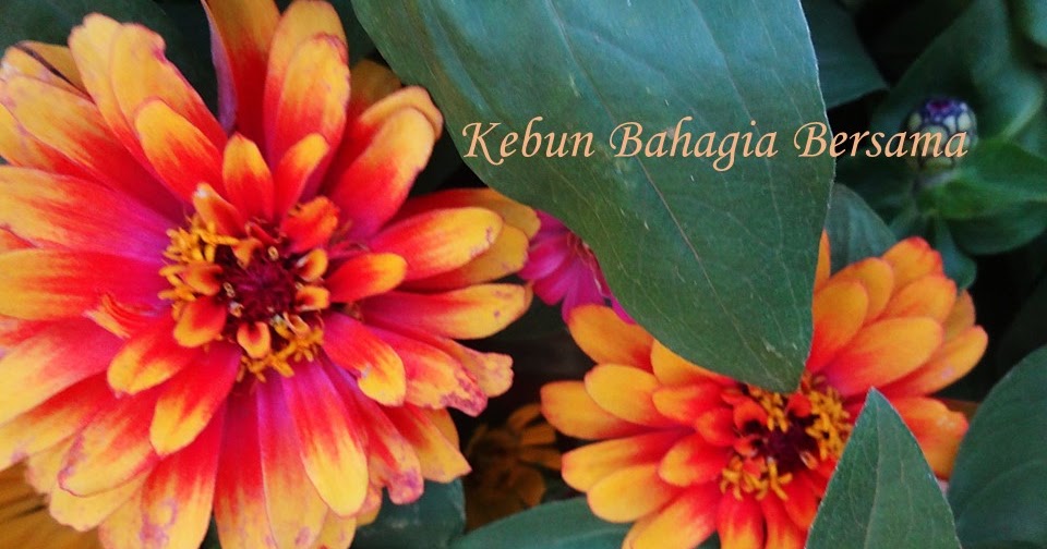 Kebun Bahagia Bersama Zinnia Seed Selection