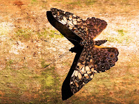 black butterfly background free butterfly desktop wallpaper