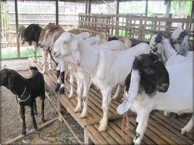 peluang usaha ternak kambing