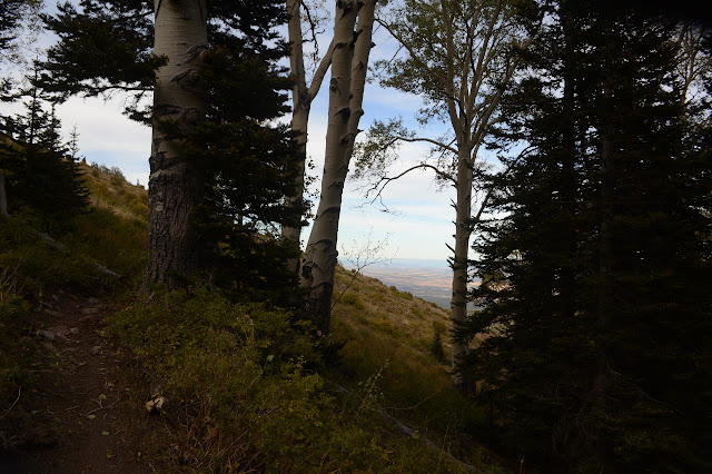 large aspen beside the trail