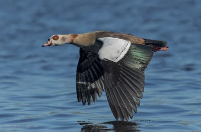 Low Flying Egyptian Goose over the Milnerton Lagoon