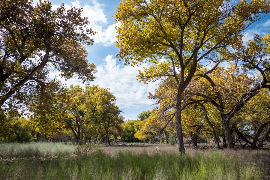 San Antonio City Park Cottonwoods