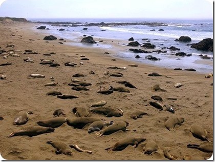 sealions