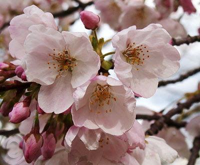 Its cherry blossom time out